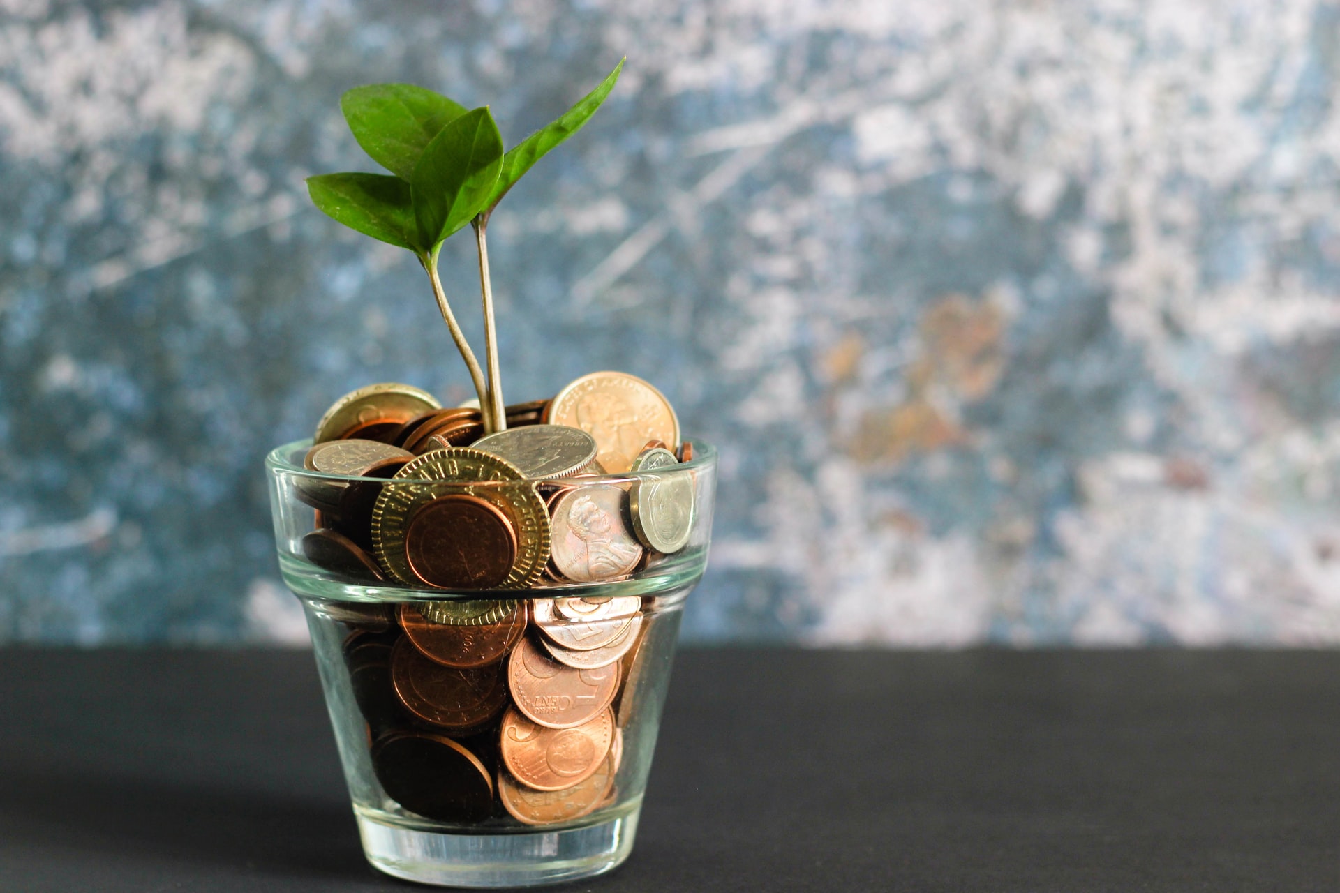 Plant growing out of money